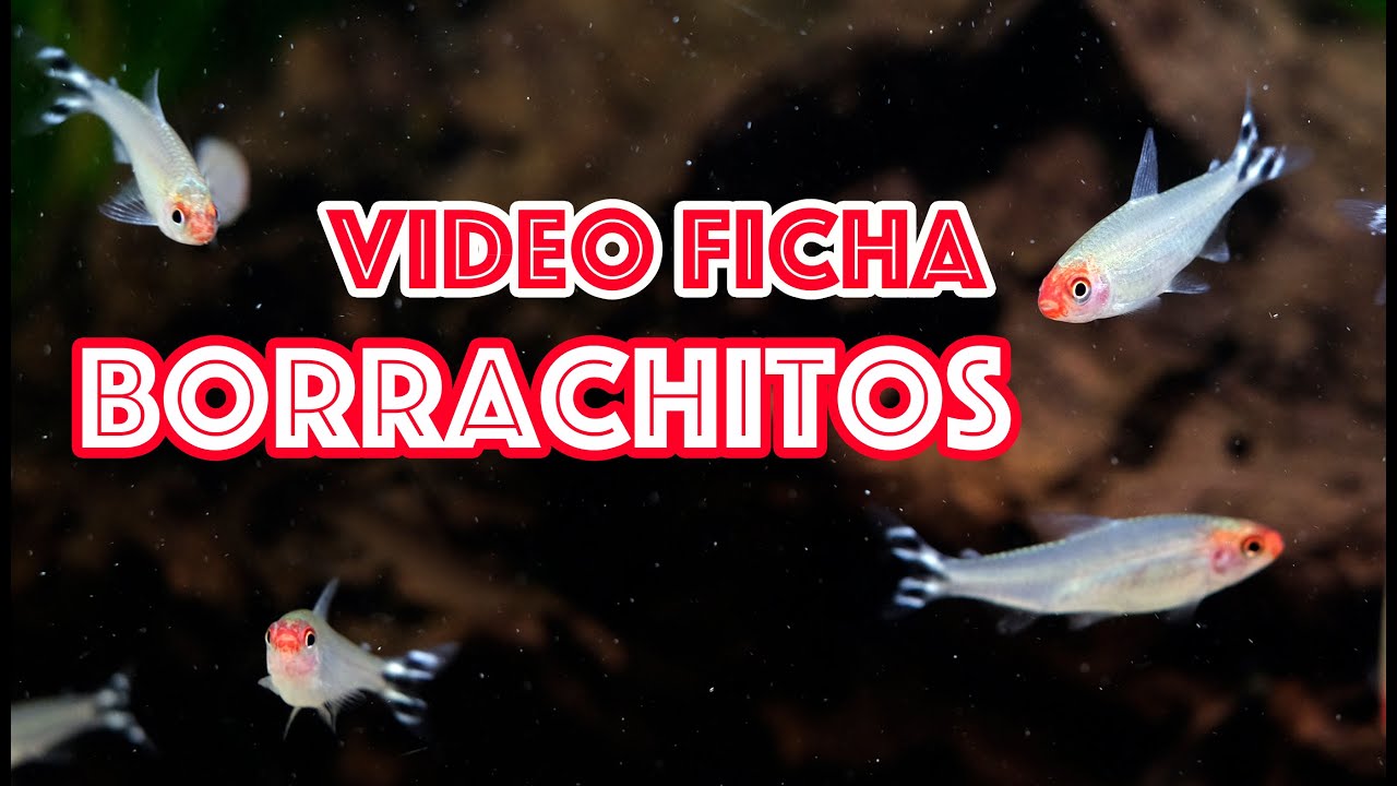Borrachitos 🐟🍷  video ficha 🎥  cuidados en el acuario