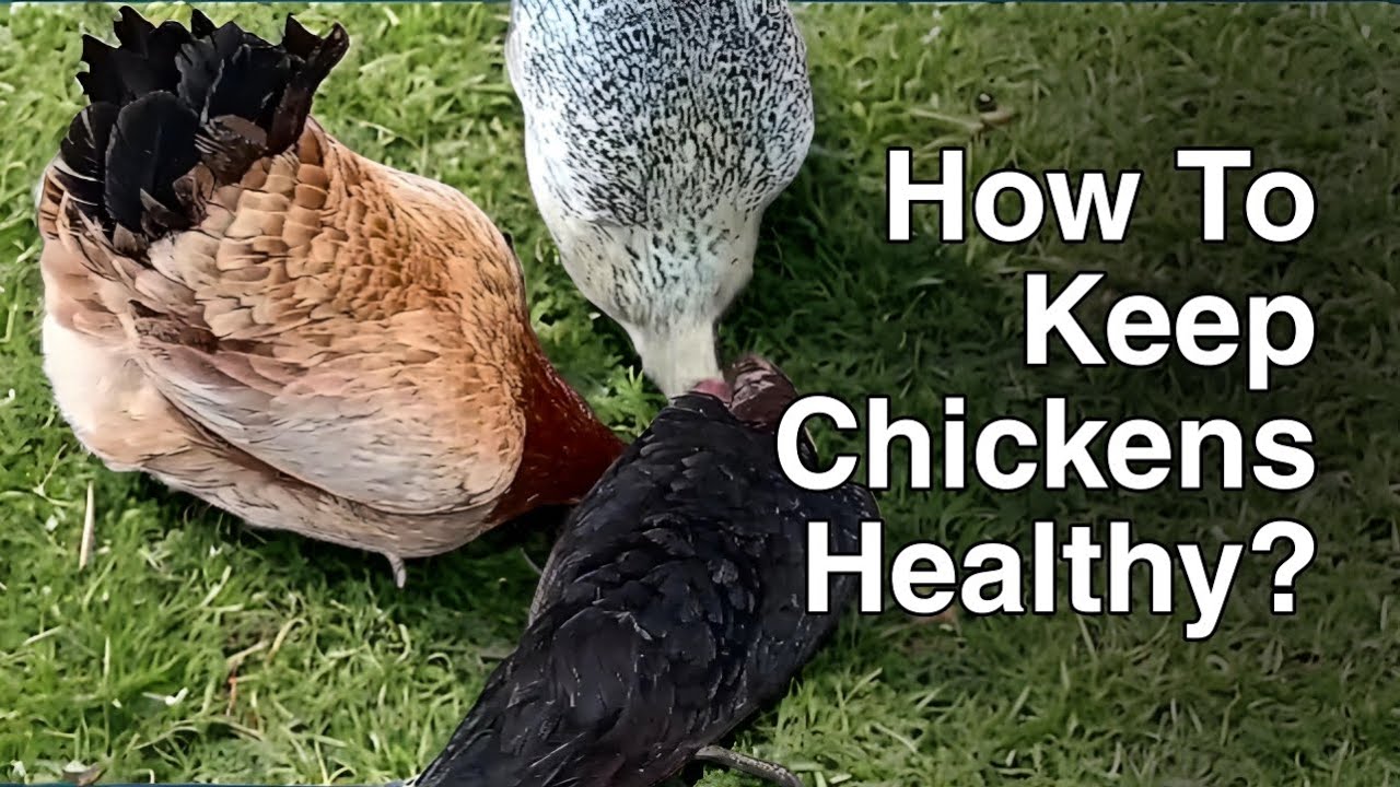 Raising healthy chickens | Natural chicken feed