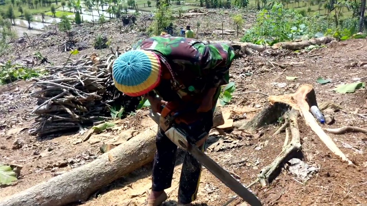 Proses pengembangan kayu jati