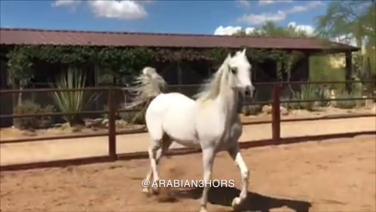 أم جستس عمرها 29 الحصان العربي Dam of WH Justice old 29