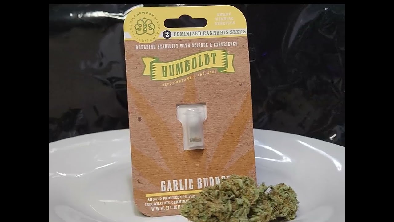 Garlic Budder Week 3 & 4 of Flower