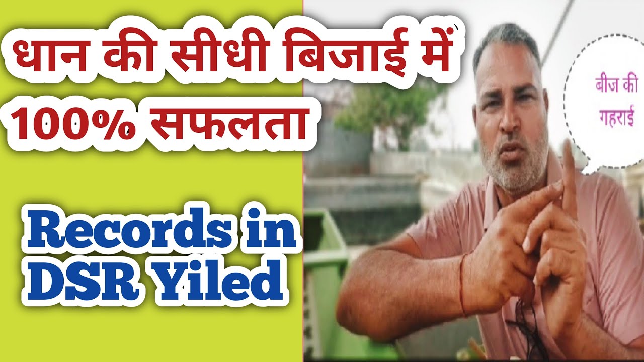 Dhan ki Sidhi Bijai | Record Yield In DSR | धान की सीधी बिजाई | देसी भाषा में | 13 years Experinece
