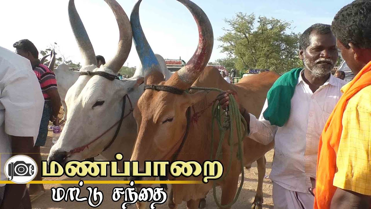Manapparai mattu santhai | மணப்பாறை மாட்டு சந்தை