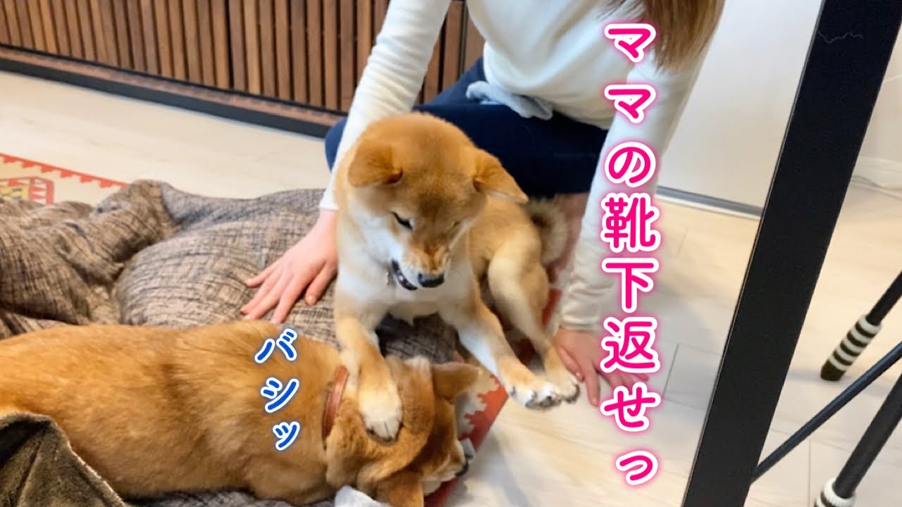 ママにお留守番をさせられて靴下を盗んだ福に鉄拳制裁をする柴犬が可愛い