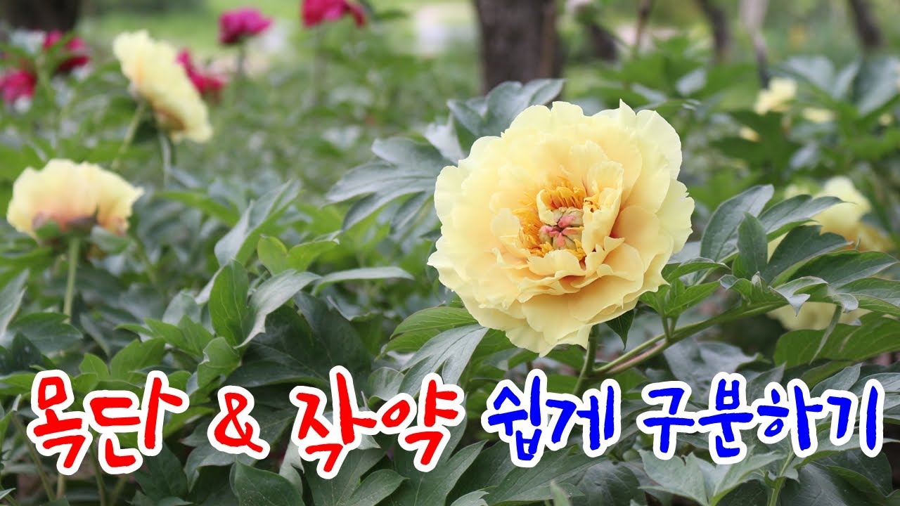 작약과 목단차이, 너무 쉬운 작약 & 모란 구분하는 방법 - tree peony & peony distinction