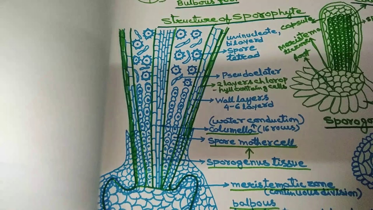 Anthoceros in Hindi