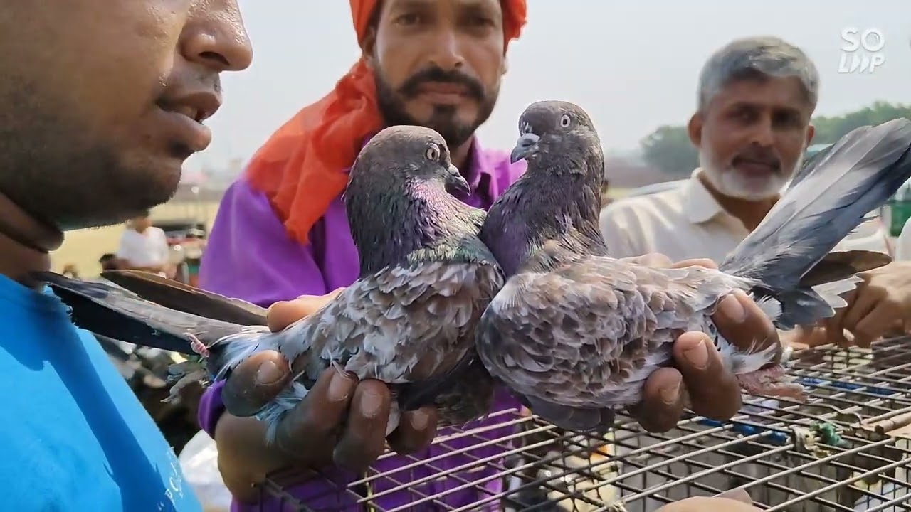 अगवानपुर वालों ने खरीद लिये किरतपुर बाजार से कबूतर / कबूतर बाजार इतवार के दिन किरतपुर में खरीद लो