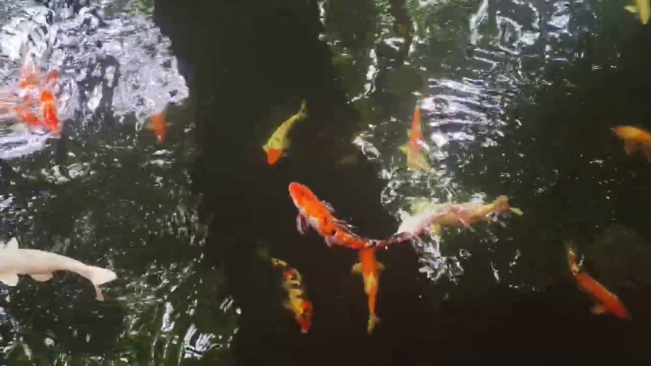 ARROCEROS FOREST PARK (City of Manila) Walkthrough