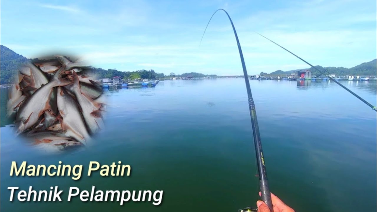 Mancing Ikan Patin Tehnik Pelampung, Sensasinya lebih Asyik