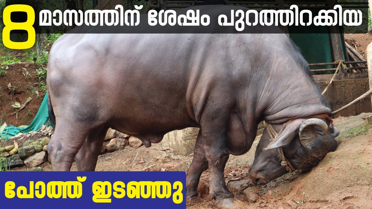 BUFFALO ATTACK 8 മാസത്തിന് ശേഷം പുറത്തിറക്കിയ പോത്ത് ഇടഞ്ഞോടി 🔥🔥 