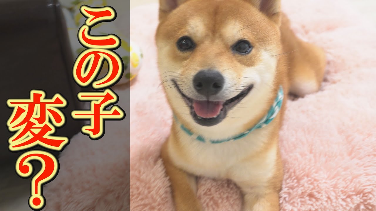 愛犬達が、右利きなのか？左利きなのか？を調べたら、測定不能な柴犬が存在しました・・・