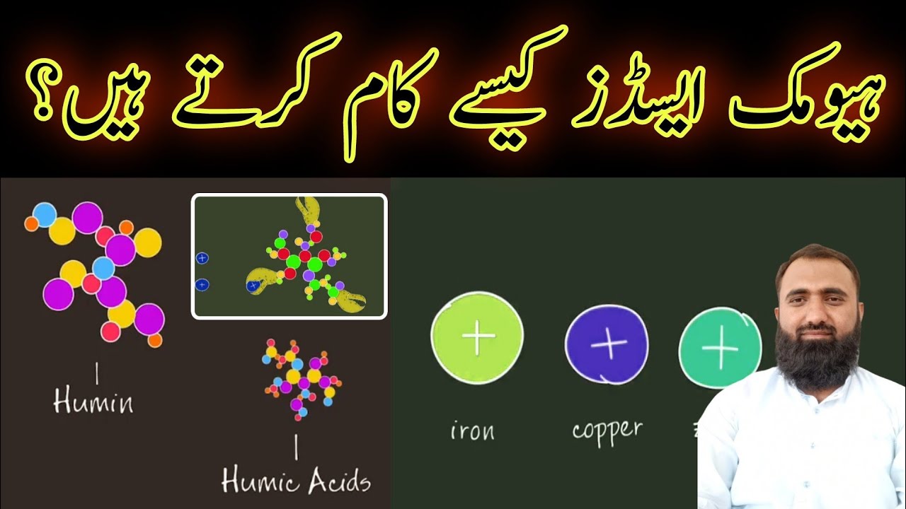 How do humic acids increase crop yield | Significance of humic acid | Bilal Kanju Official