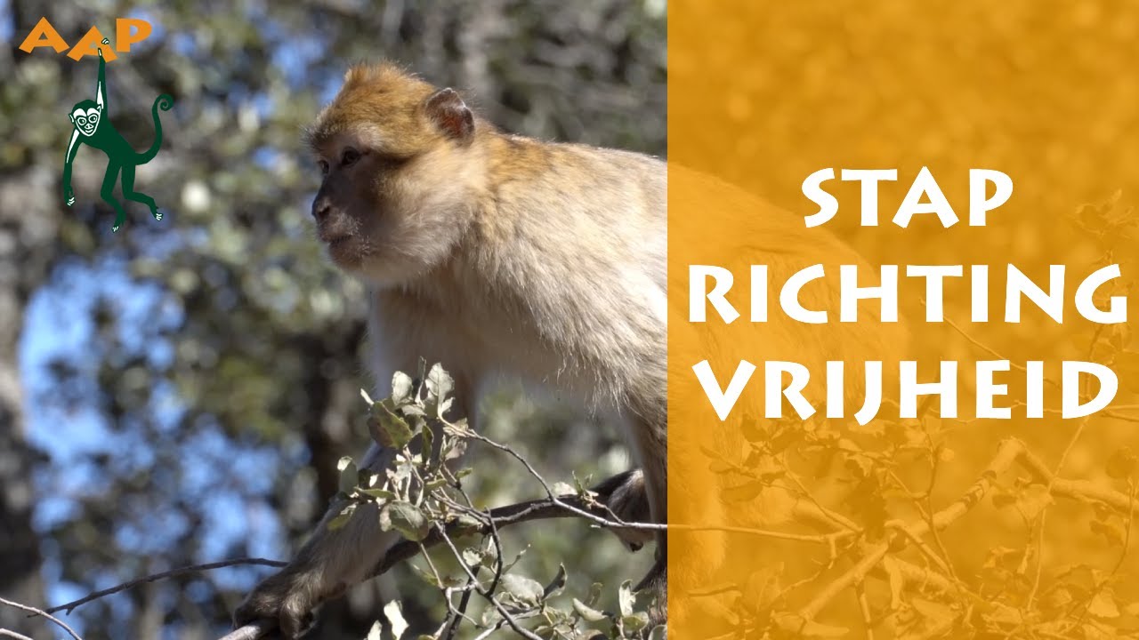 Berberapen stapsgewijs terug naar het wild - Born to be Wild update zomer 2023 - Stichting AAP