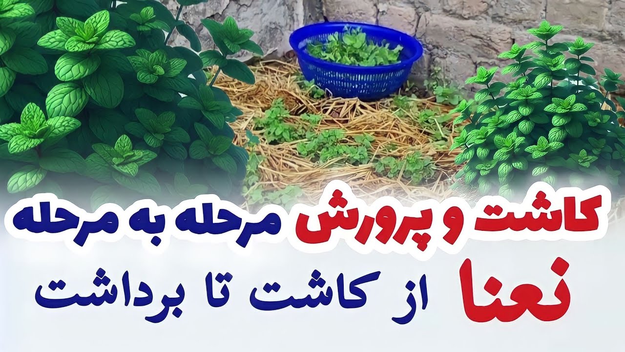 روش کاشت و پرورش نعنا از کاشت تا برداشت | بطوری عملی مرحله به مرحله