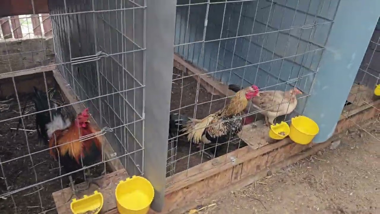 Acomodando la tierra y nidos para los gallos