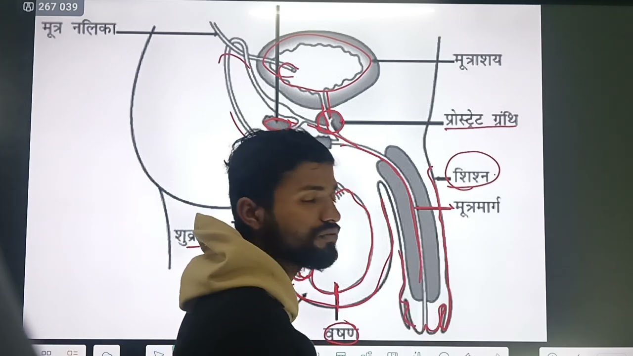 नर जनन अंग क्या है, एवं कैसे बनाएं class 10th ll reproduction system of Male 😱