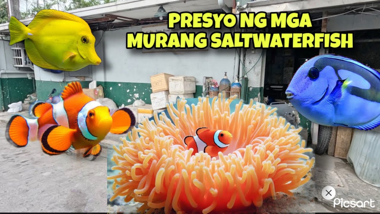 PRESYO NG MGA MURANG SALTWATER FISH!😱😱😱