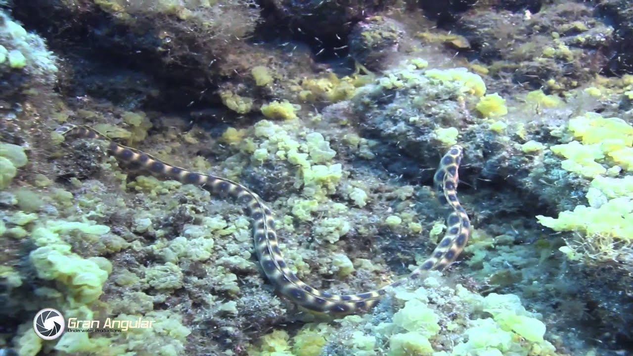 El Hierro (Spain) [Documental] Top Dive Sites | Teaser