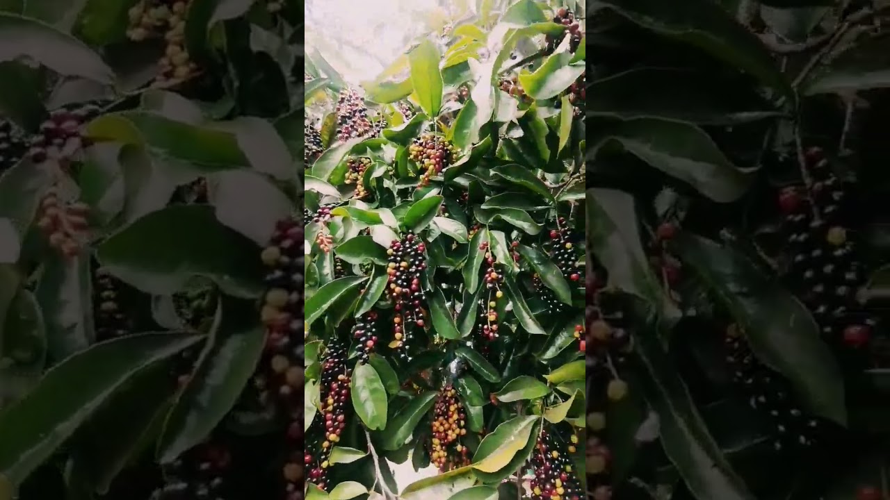 Bignay/Bugnay fruit 🍒 #bignay #bugnay #fruit #fyp #shortvideo