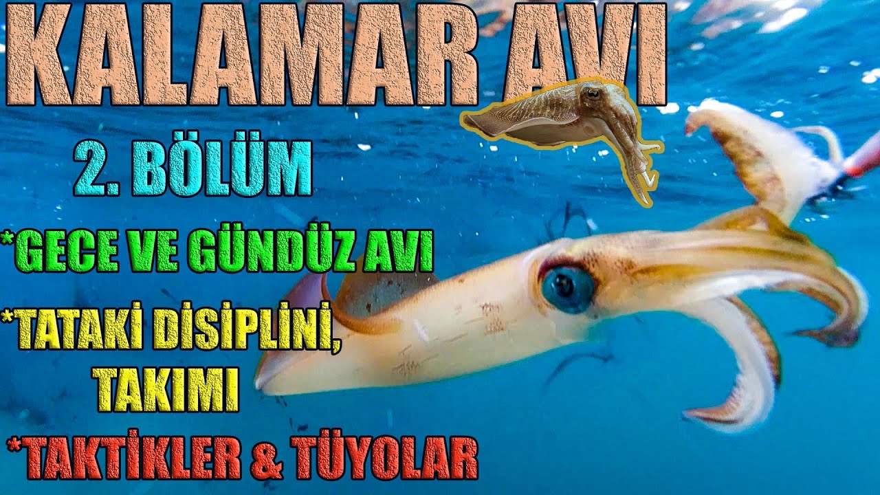 DENİZLERİN GİZEMLİ CANLISI''KALAMAR'' 2.BÖLÜM