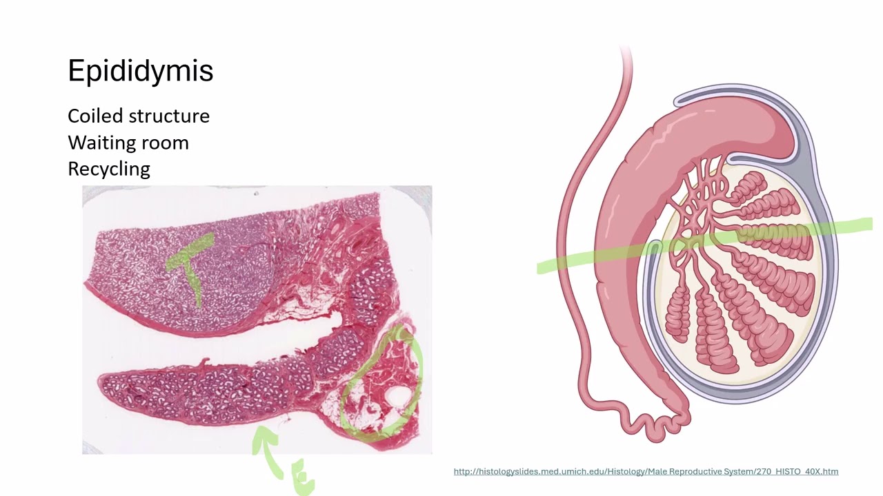 Epididymis and Vas Deferens