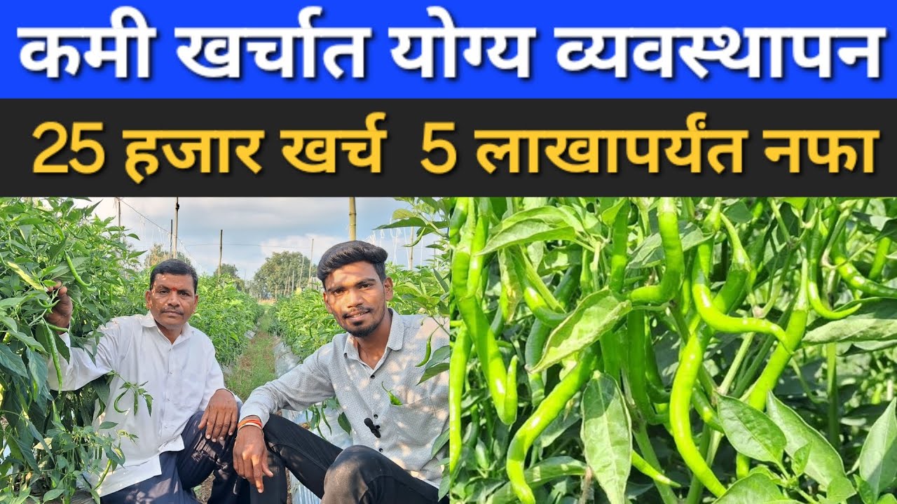 मिरची लागवड आणि खत व्यवस्थापन | sct वैदिक मिर्ची प्लॉट@Mrsmartbaliraja  #agriculture #viral