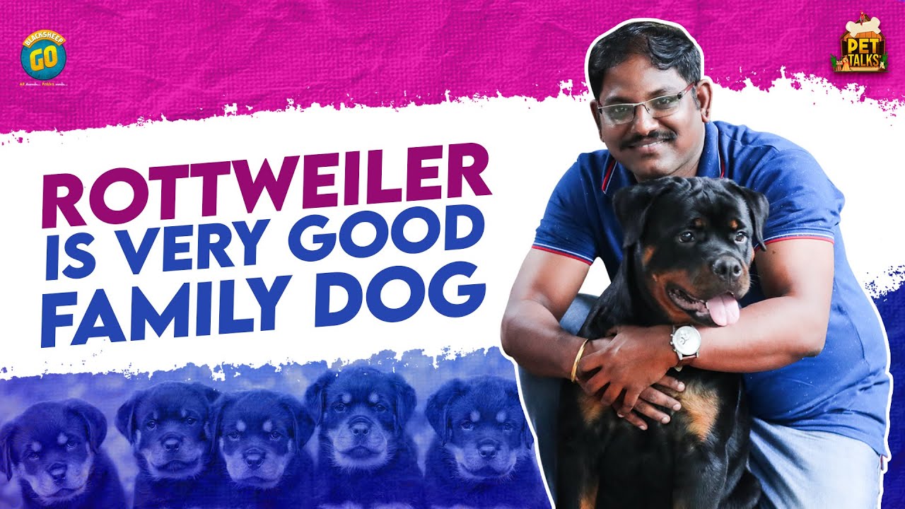 Rottweiler Is A Very Good Family Dog | Pet Talks | Blacksheep Go