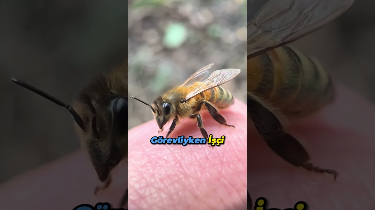 Arılar Hakkında Bilinmeyen 4 Ger&ccedil;ek! 🐝