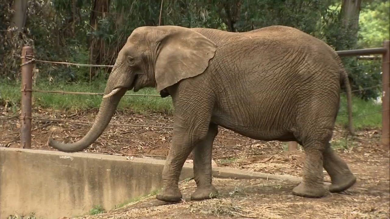 One of Bay Area's last remaining elephants moving out to have more friends
