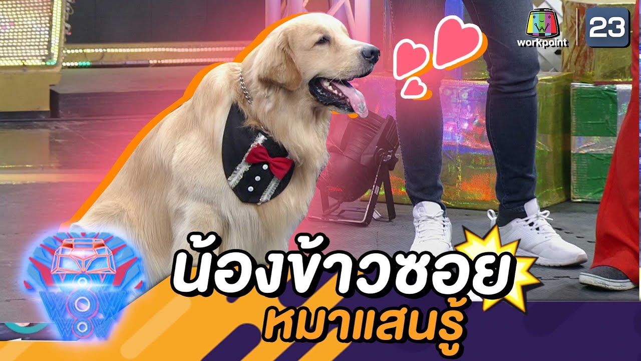 ข้าวซอย หมาแสนรู้ | ชิงร้อยชิงล้าน ว้าว ว้าว ว้าว