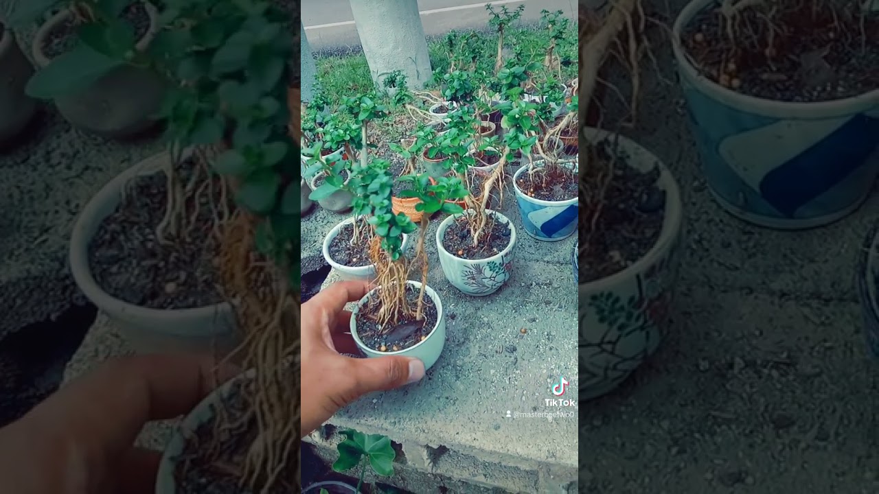 Argao Taiwan bonsai 