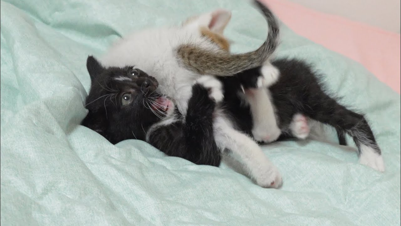 A Brave Kitten Takes Revenge On Her Big Sister