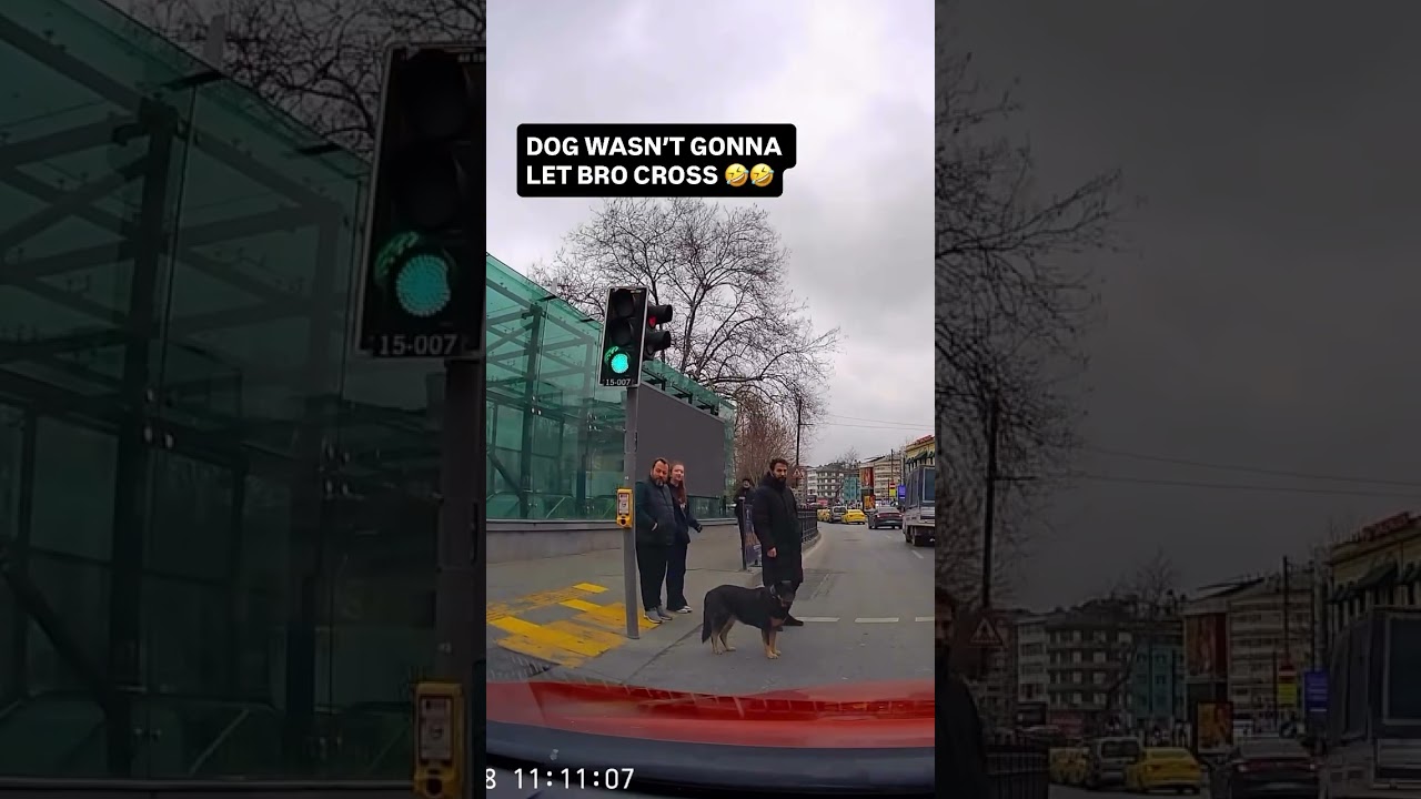 DOG WASN'T GONNA LET BRO CROSS!! 😂😂😂 #voiceover
