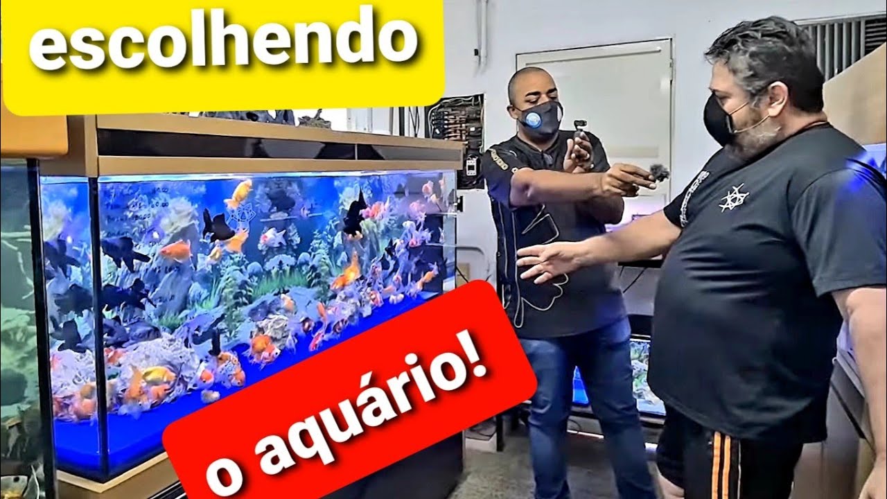 escolha do AQUARIO GIGANTE DE KINGUIOS parte 2  na Nelson Aquários em Uberlândia MG!