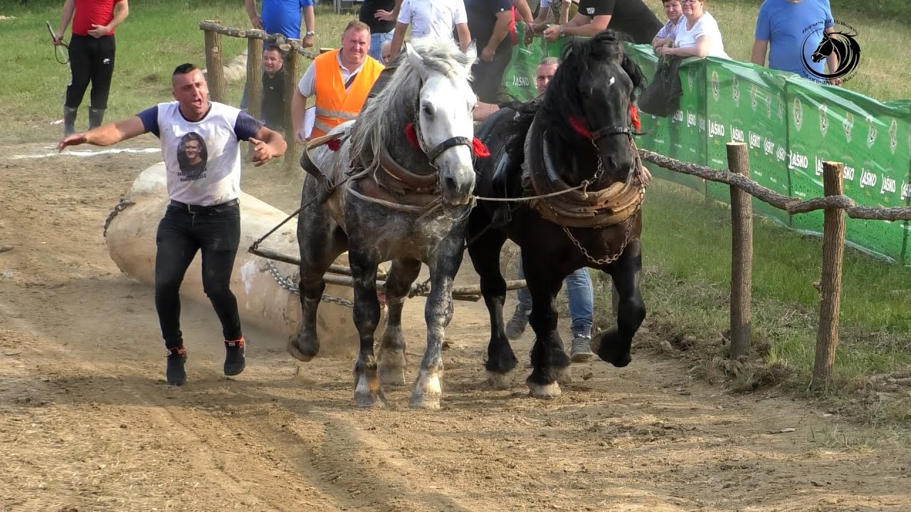 - MEŠIĆ SA ORKANOM I SOKOLOM ŠAMPION SREDNJE U MAGLAJCIMA KOD BAJINOG -