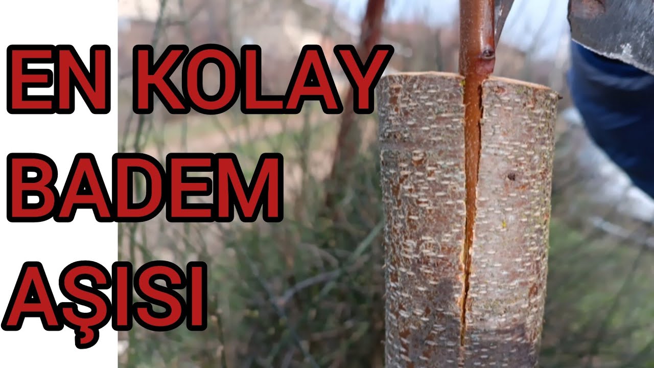 EN KOLAY BADEM AŞISI              ( Tutma garantili ) BEST Grafting.     Baba oğul atışmalı 😀