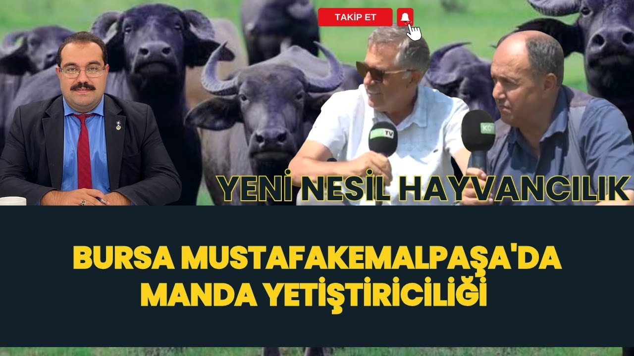 BURSA MUSTAFAKEMALPAŞA'DA MANDA YETİŞTİRİCİLİĞİ I YENİ NESİL HAYVANCILIK