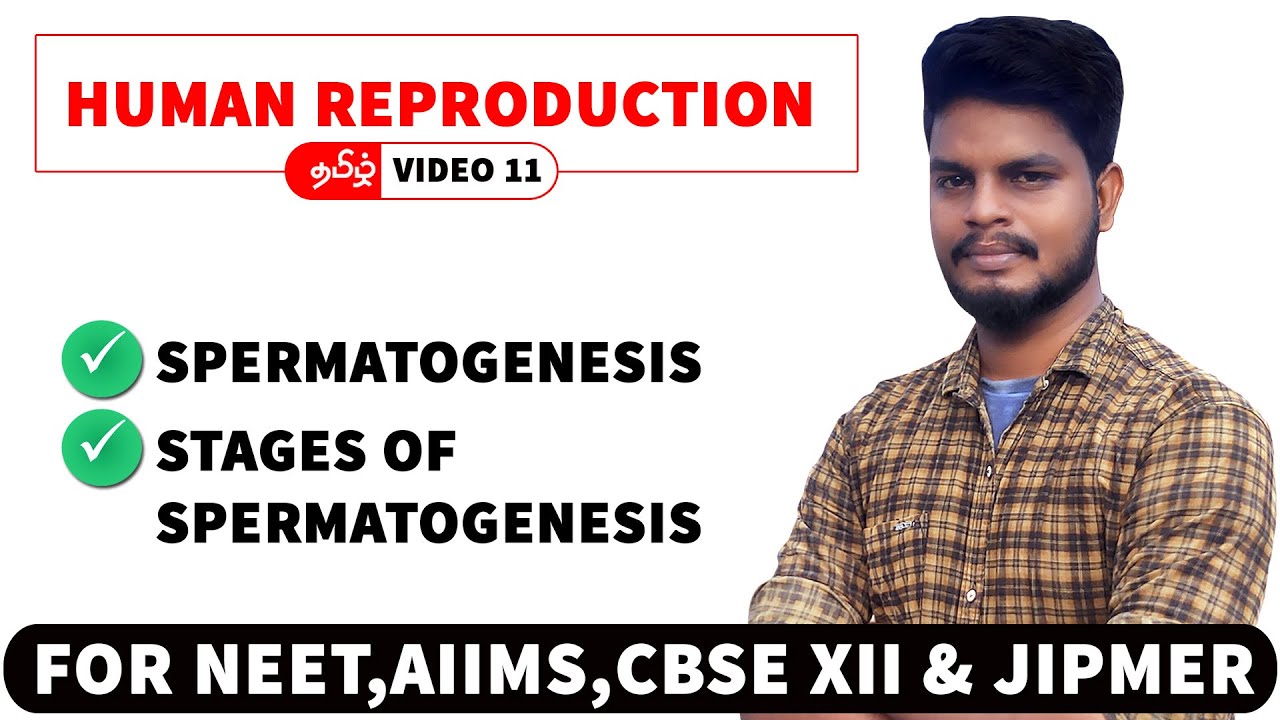 Spermatogenesis in Tamil | Human Reproduction in Tamil (11)