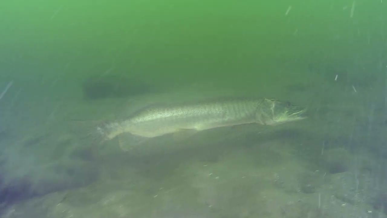 Pike Circles Massive Tiger Muskie