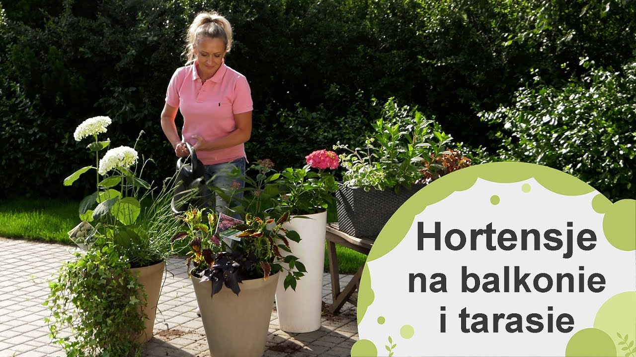 Hortensje na balkonie i tarasie. Z jakimi roślinami je sadzić? Jak to zrobić i jak pielęgnować?