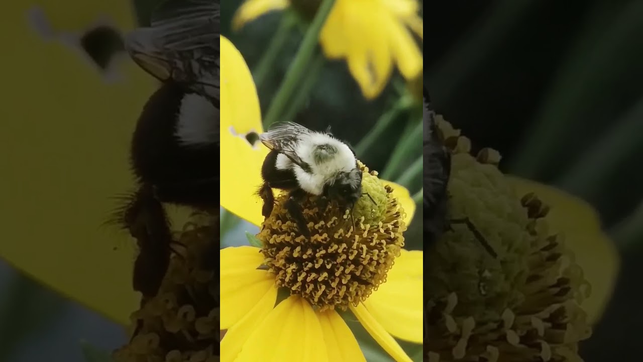 Symbiose Herboristerie  vidéo promo 2023
