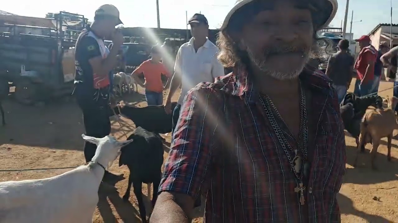 Feira dos caprinos e ovinos em Buíque do dia 31/01/2026 (criações de animais
