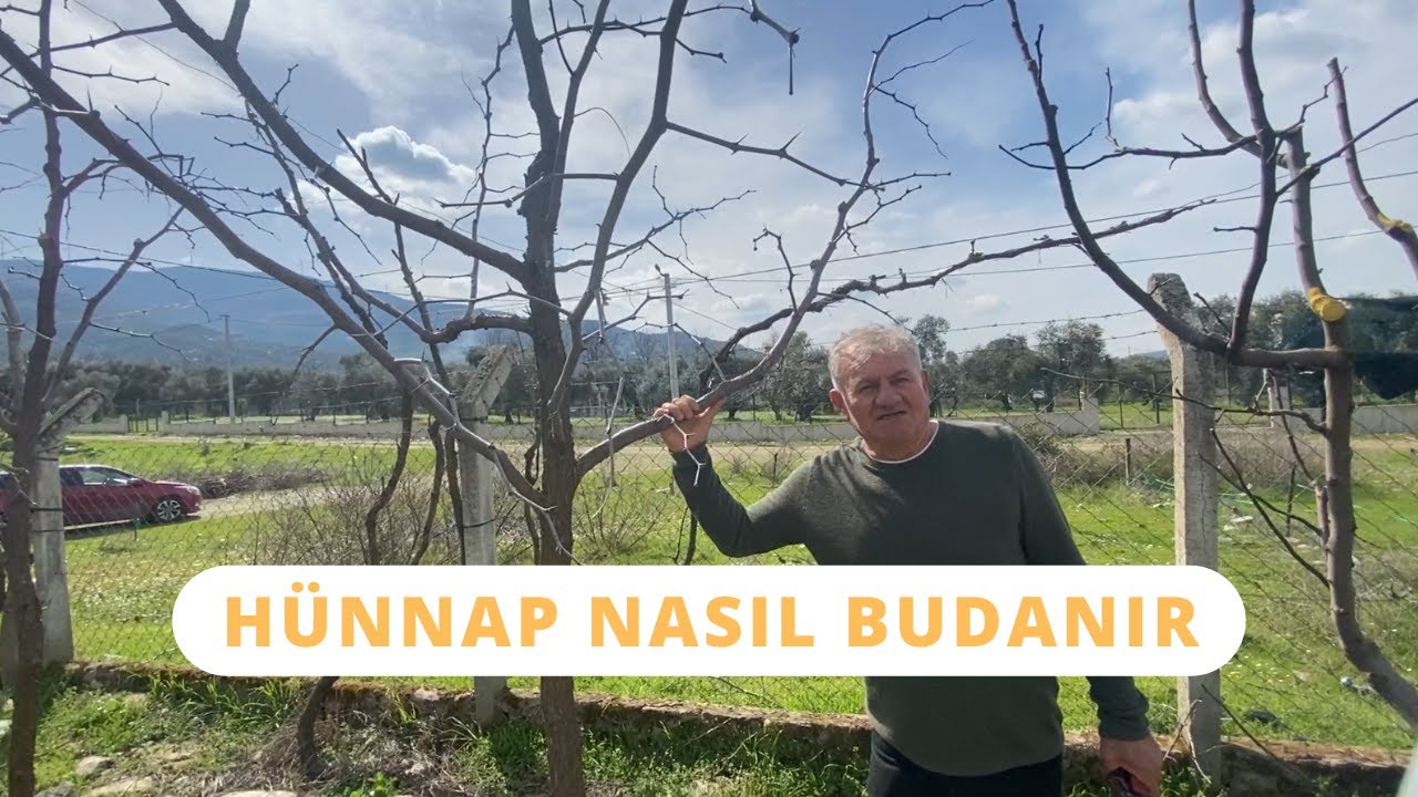 Hünnap Budama - Hünnap (Çin Hurması, Kırmızı Hurma) Budama hakkında genel bilgiler