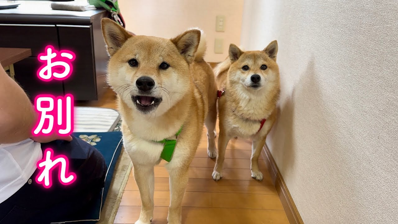 おばあちゃんたちとさよならするのが悲しくて寂しい声でお別れの挨拶する柴犬が可愛い