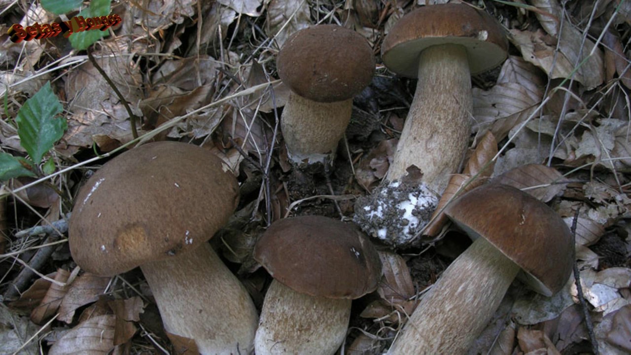 Boleto reticulado, udako onddo zuri, Boletus reticulatus