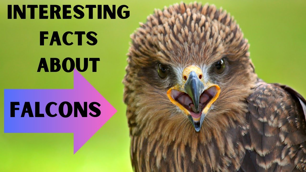Interesting Facts About Falcons