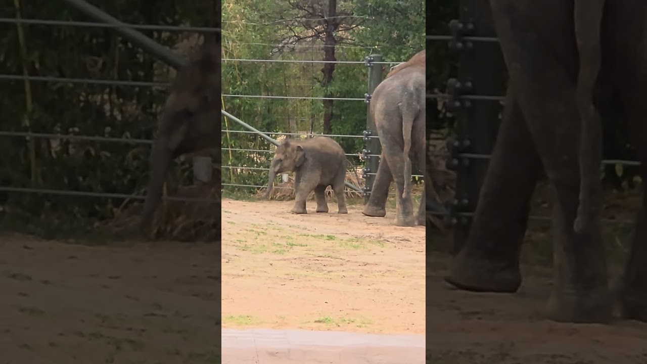 I was the only one at the zoo 22