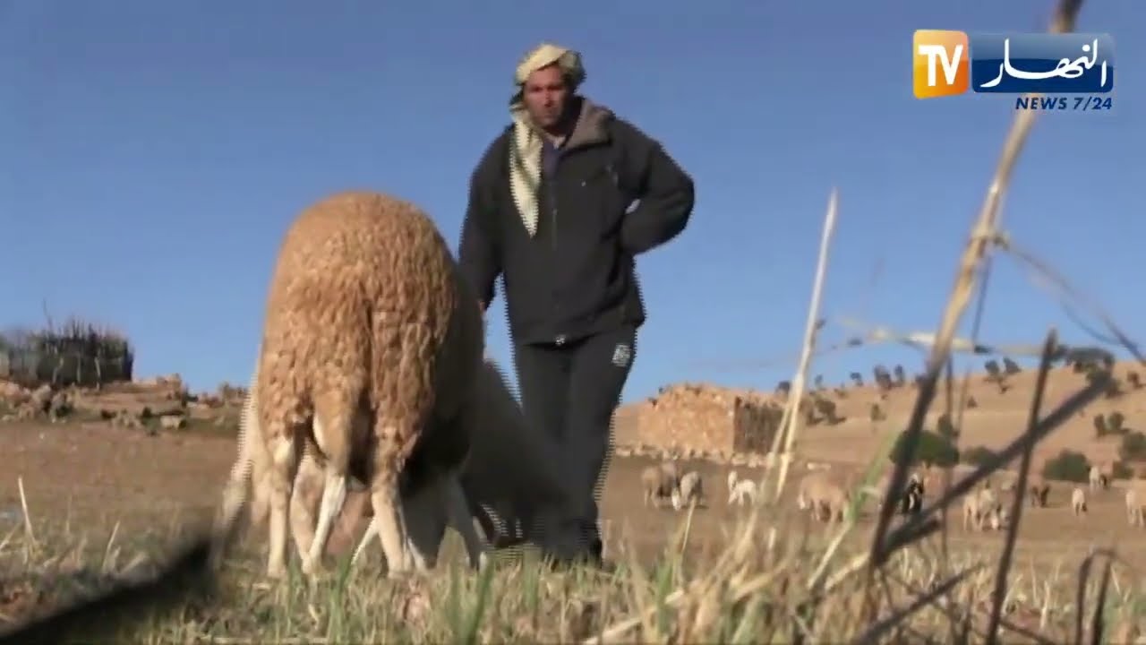 الجلفة: رعي الغنم في رمضان.. بين تحدي قساوة الطبيعة و مشقة الصيام