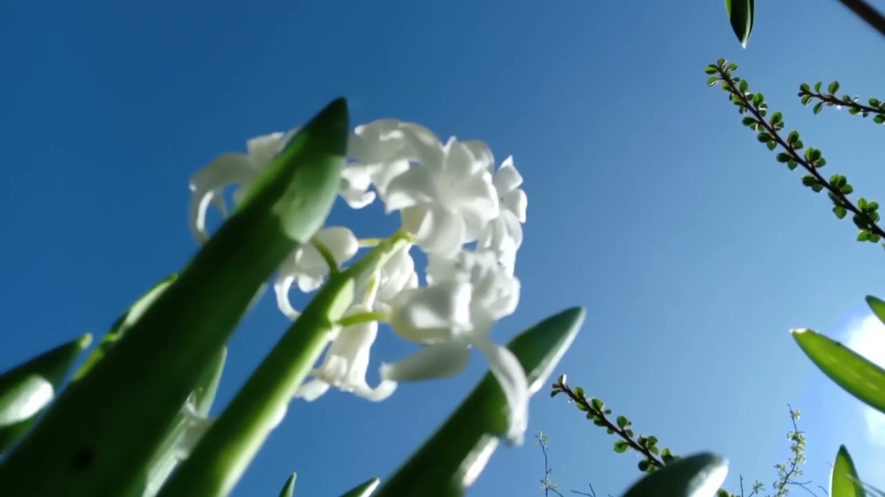 The March of Imbolc / Arrival of Brigid