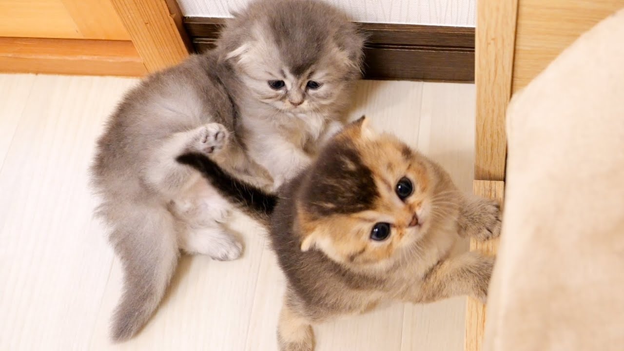 A sibling cat who takes care of her tomboyish little sister kitten.